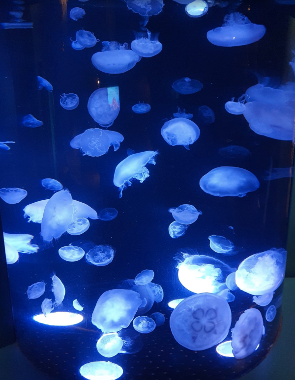 53c9eb63c00b9e907683041ab8f9eb6c_1768073049_4497.png